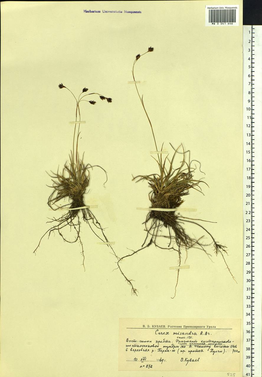 Carex fuliginosa Schkuhr, Siberia, Western Siberia (S1) (Russia)