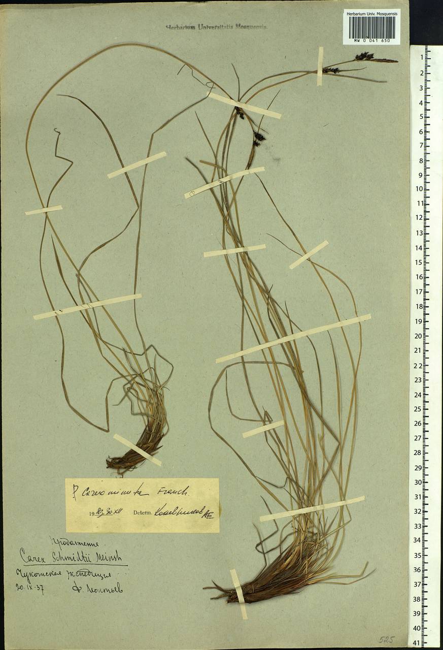 Carex cespitosa var. minuta (Franch.) Kük., Siberia, Chukotka & Kamchatka (S7) (Russia)