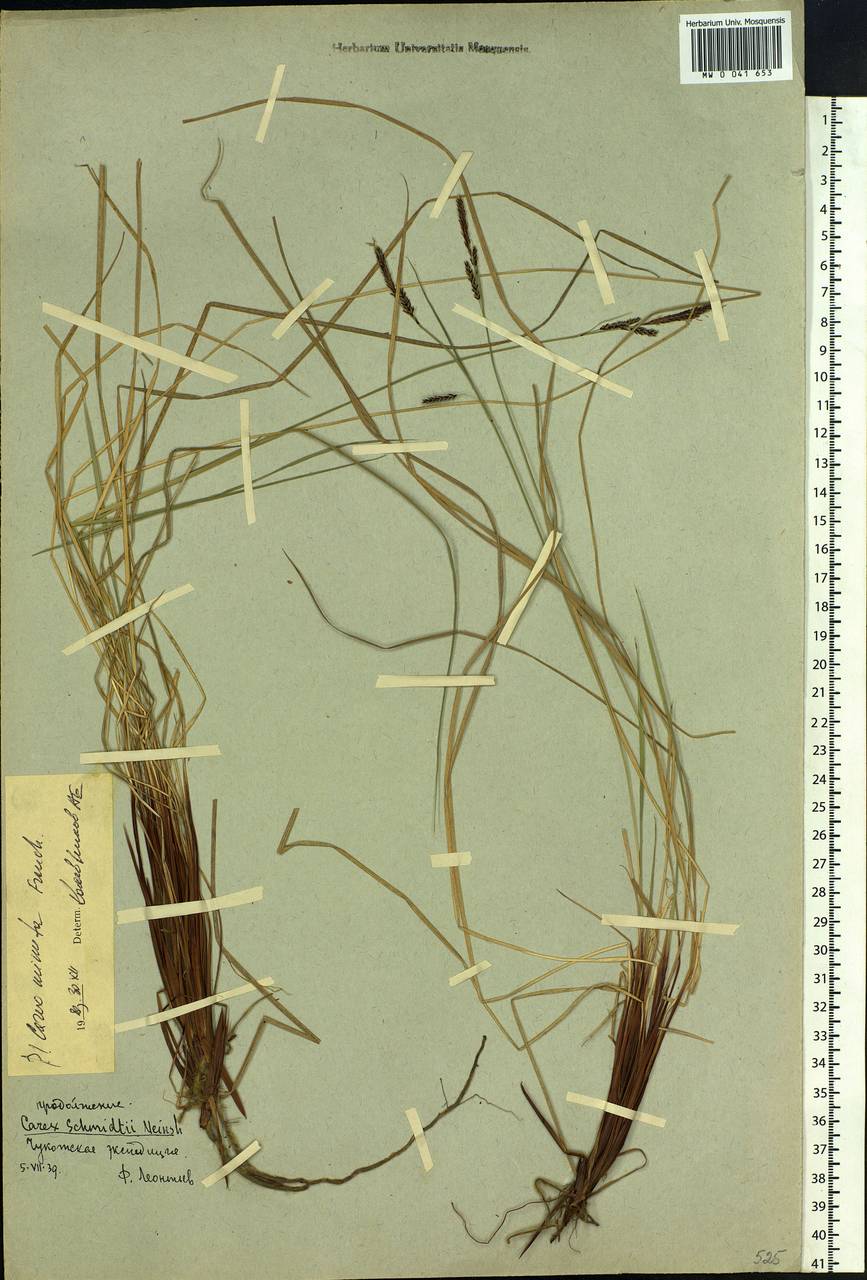 Carex cespitosa L., Siberia, Yakutia (S5) (Russia)