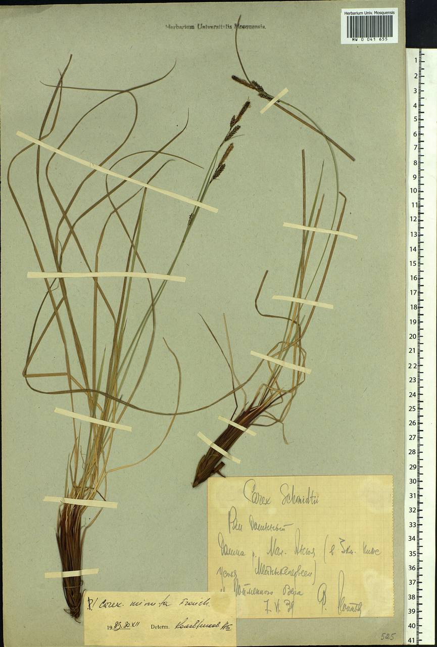 Carex cespitosa var. minuta (Franch.) Kük., Siberia, Chukotka & Kamchatka (S7) (Russia)