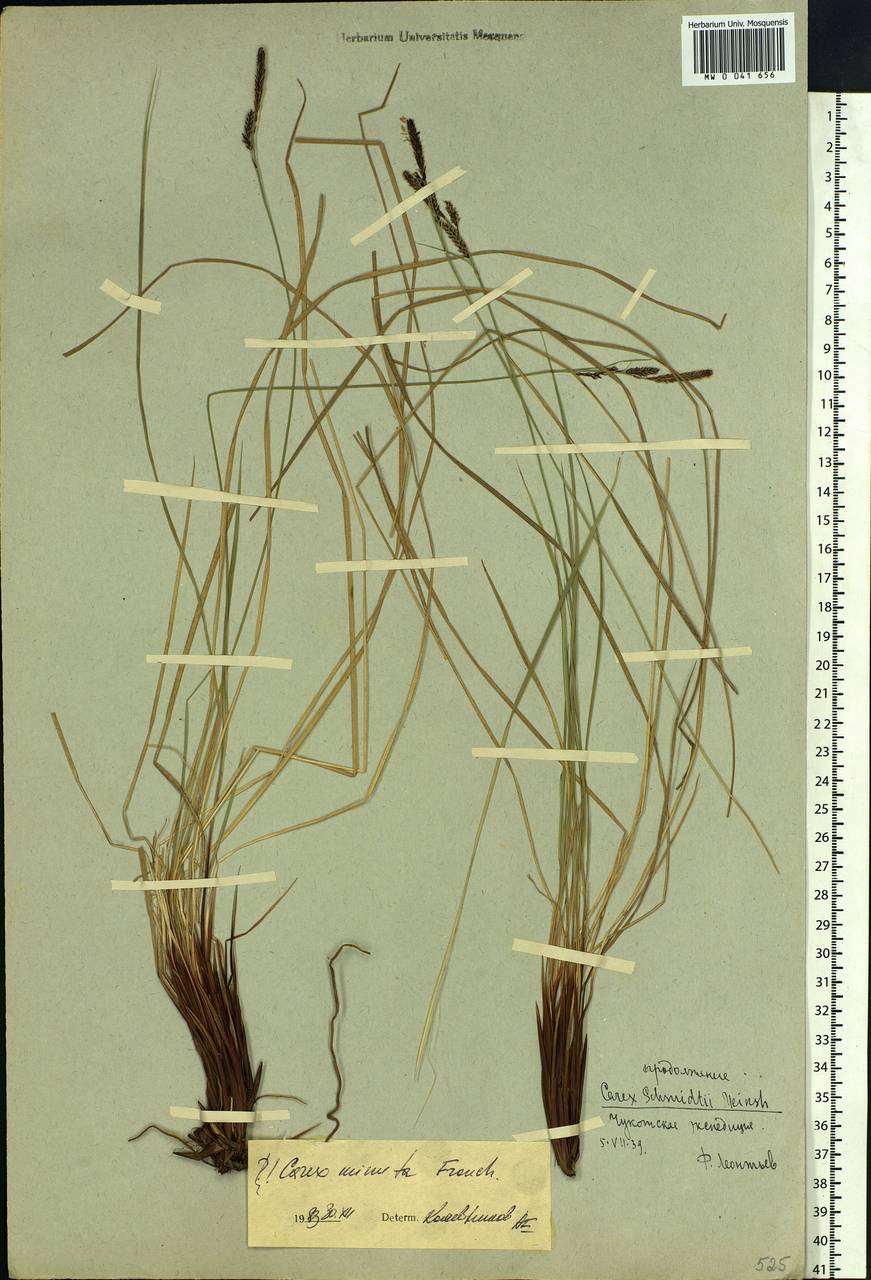 Carex cespitosa var. minuta (Franch.) Kük., Siberia, Yakutia (S5) (Russia)