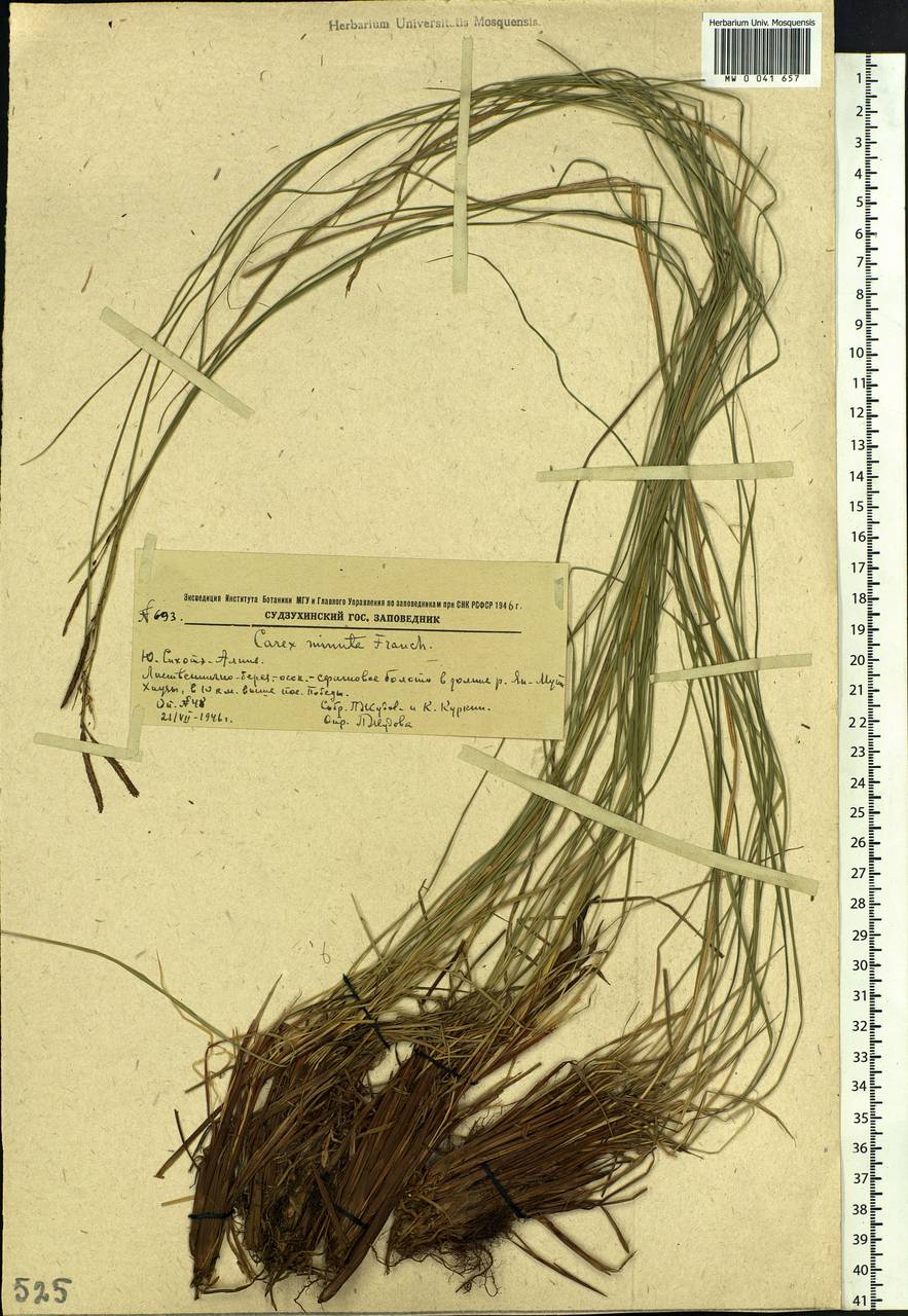 Carex cespitosa L., Siberia, Russian Far East (S6) (Russia)