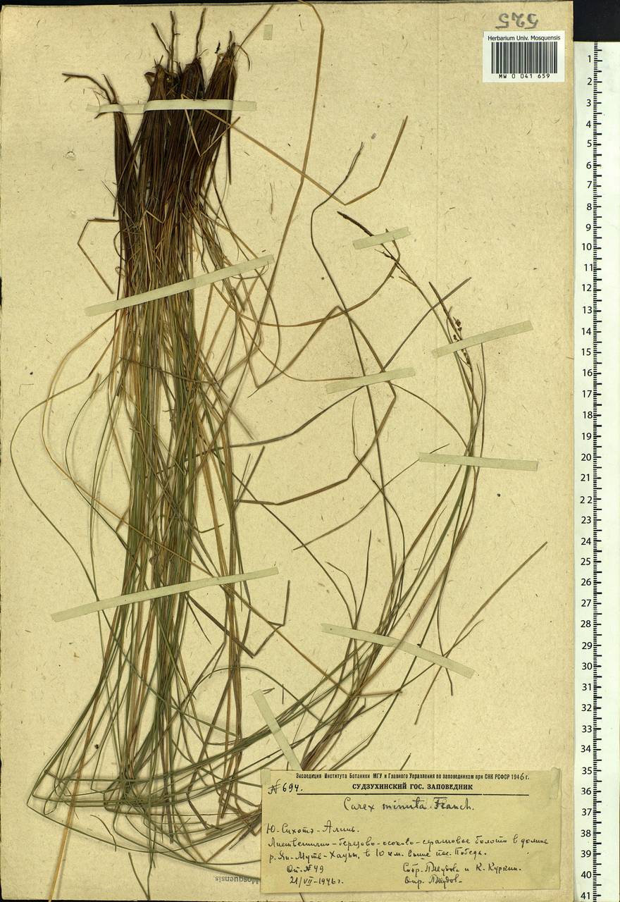 Carex cespitosa var. minuta (Franch.) Kük., Siberia, Russian Far East (S6) (Russia)