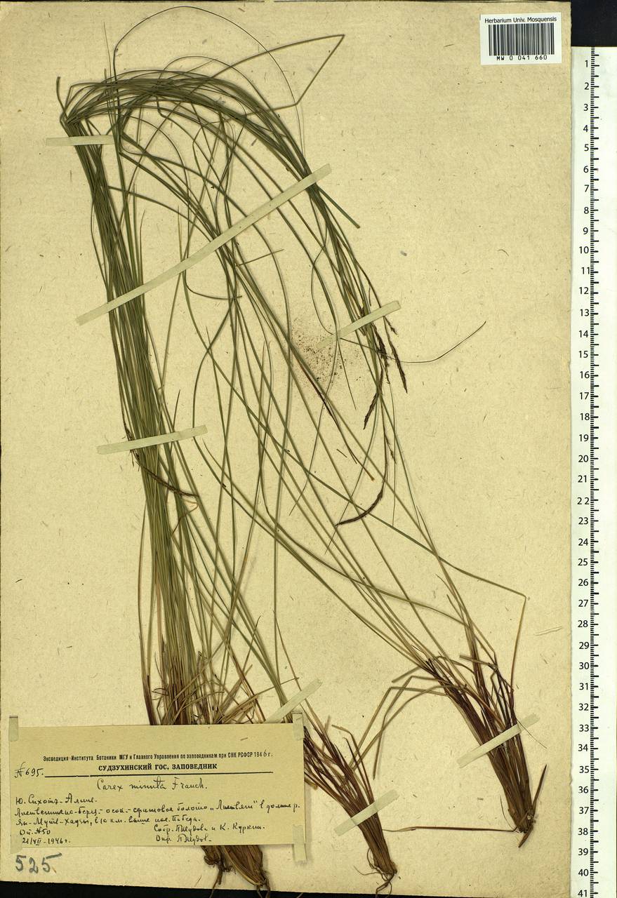 Carex cespitosa var. minuta (Franch.) Kük., Siberia, Russian Far East (S6) (Russia)