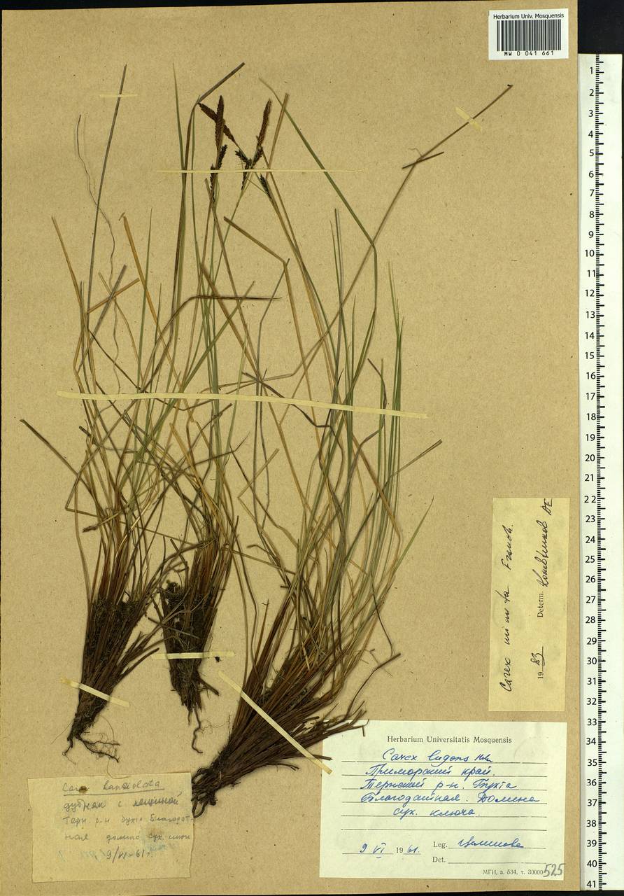 Carex cespitosa L., Siberia, Russian Far East (S6) (Russia)