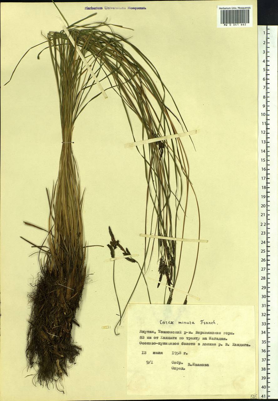 Carex cespitosa var. minuta (Franch.) Kük., Siberia, Yakutia (S5) (Russia)