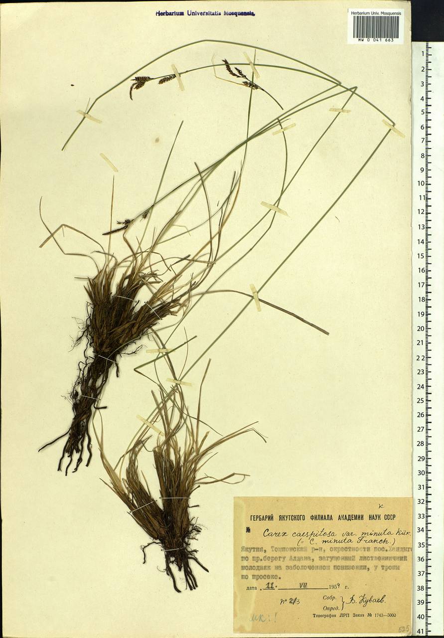 Carex cespitosa L., Siberia, Yakutia (S5) (Russia)