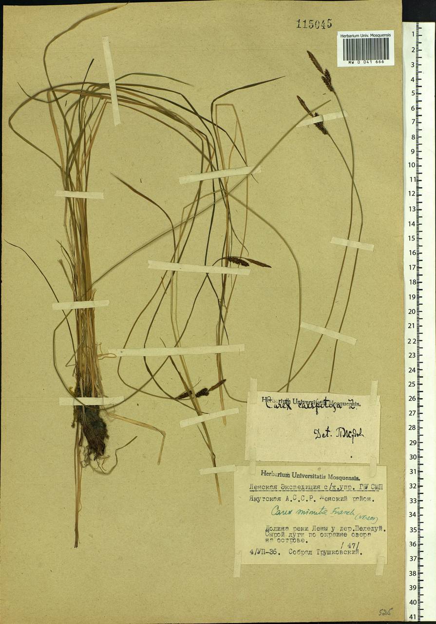 Carex cespitosa L., Siberia, Yakutia (S5) (Russia)