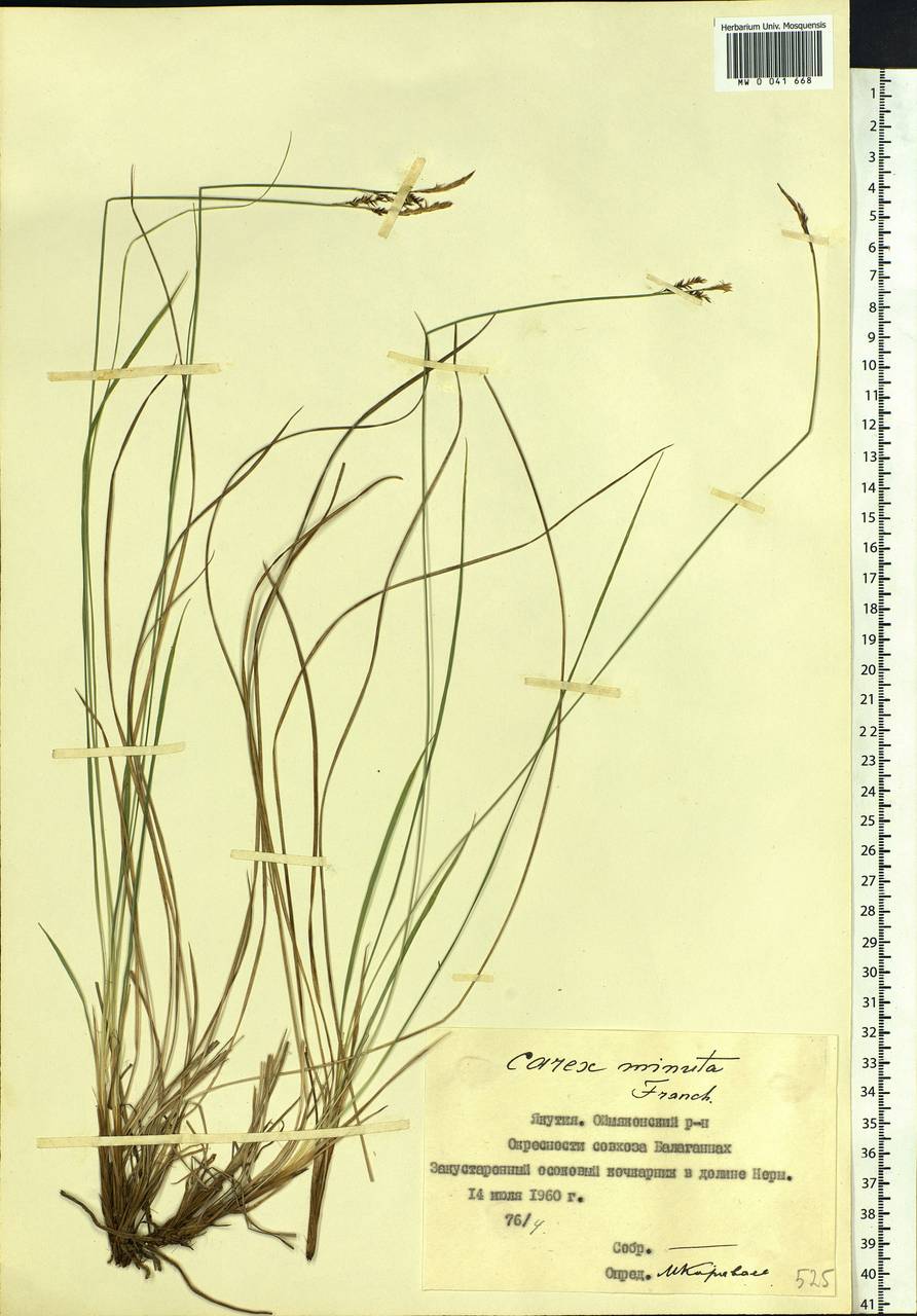 Carex cespitosa var. minuta (Franch.) Kük., Siberia, Yakutia (S5) (Russia)