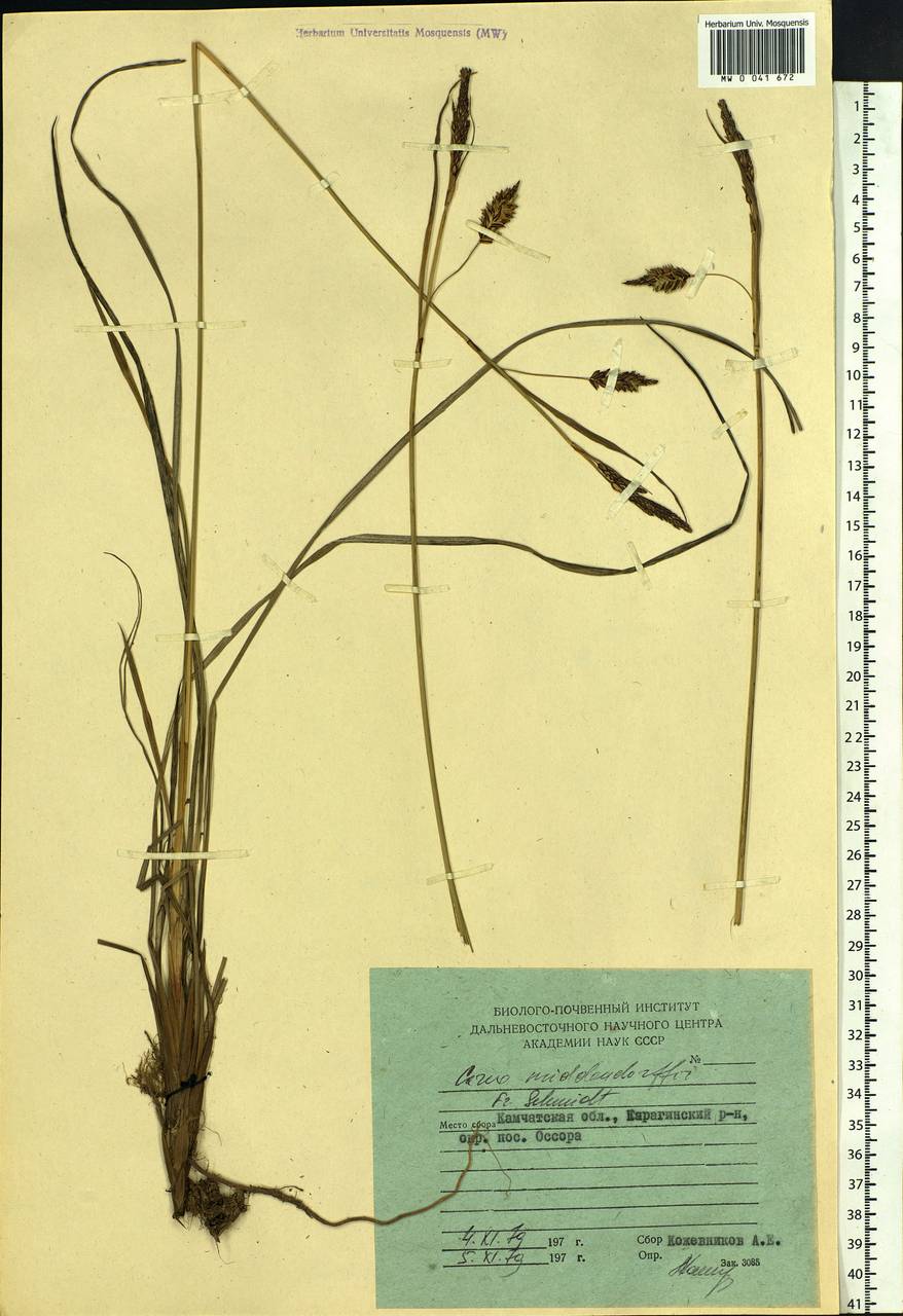 Carex middendorffii F.Schmidt, Siberia, Chukotka & Kamchatka (S7) (Russia)