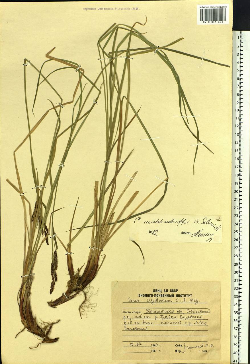 Carex middendorffii F.Schmidt, Siberia, Chukotka & Kamchatka (S7) (Russia)