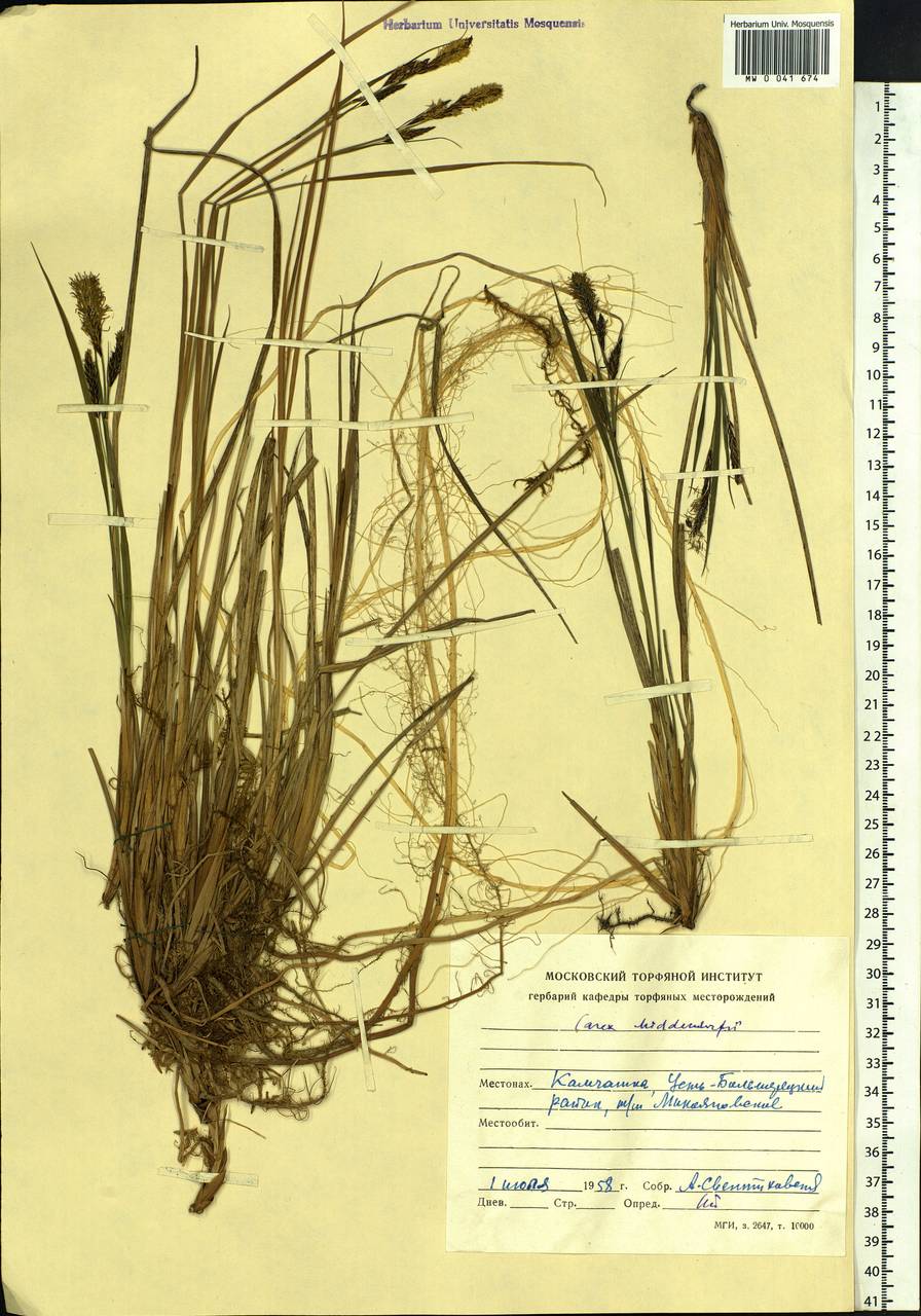 Carex middendorffii F.Schmidt, Siberia, Chukotka & Kamchatka (S7) (Russia)