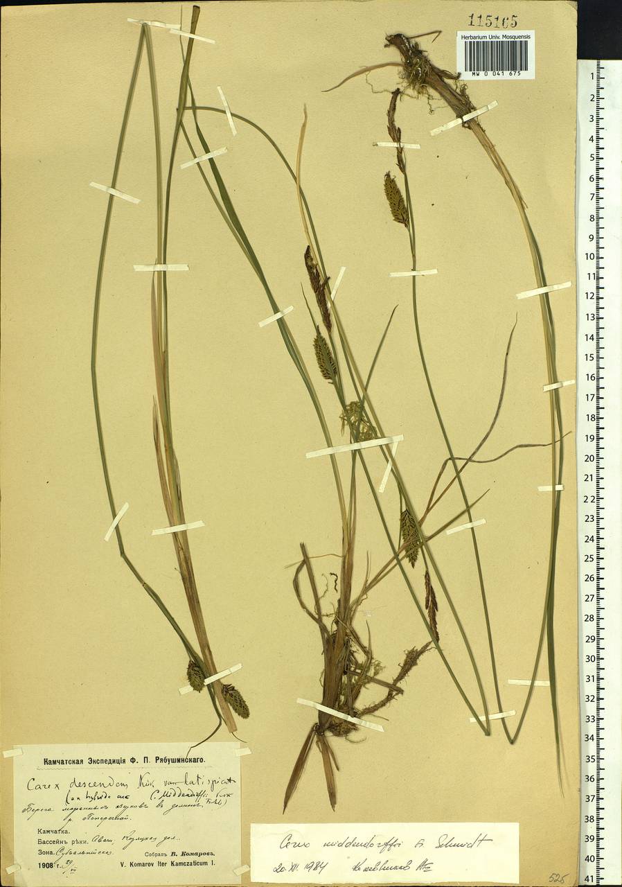 Carex middendorffii F.Schmidt, Siberia, Chukotka & Kamchatka (S7) (Russia)