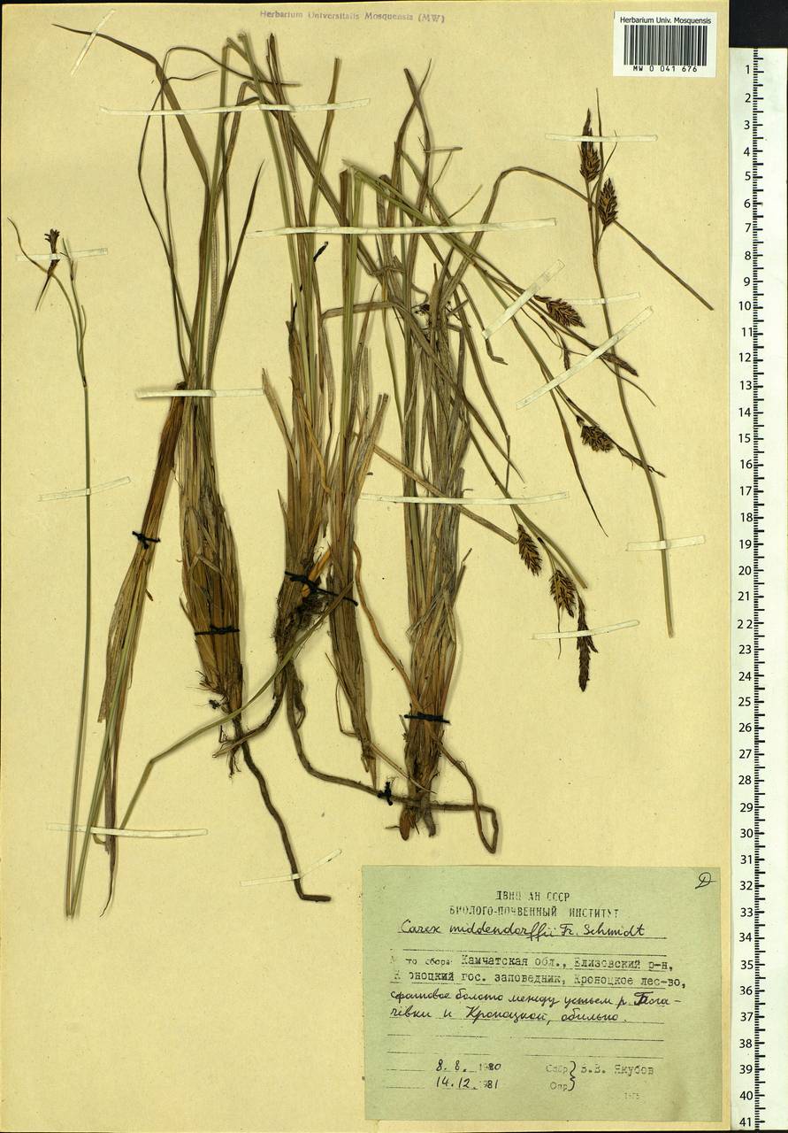 Carex middendorffii F.Schmidt, Siberia, Chukotka & Kamchatka (S7) (Russia)