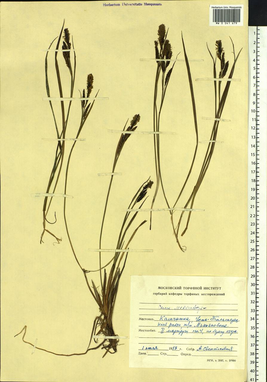 Carex middendorffii F.Schmidt, Siberia, Chukotka & Kamchatka (S7) (Russia)