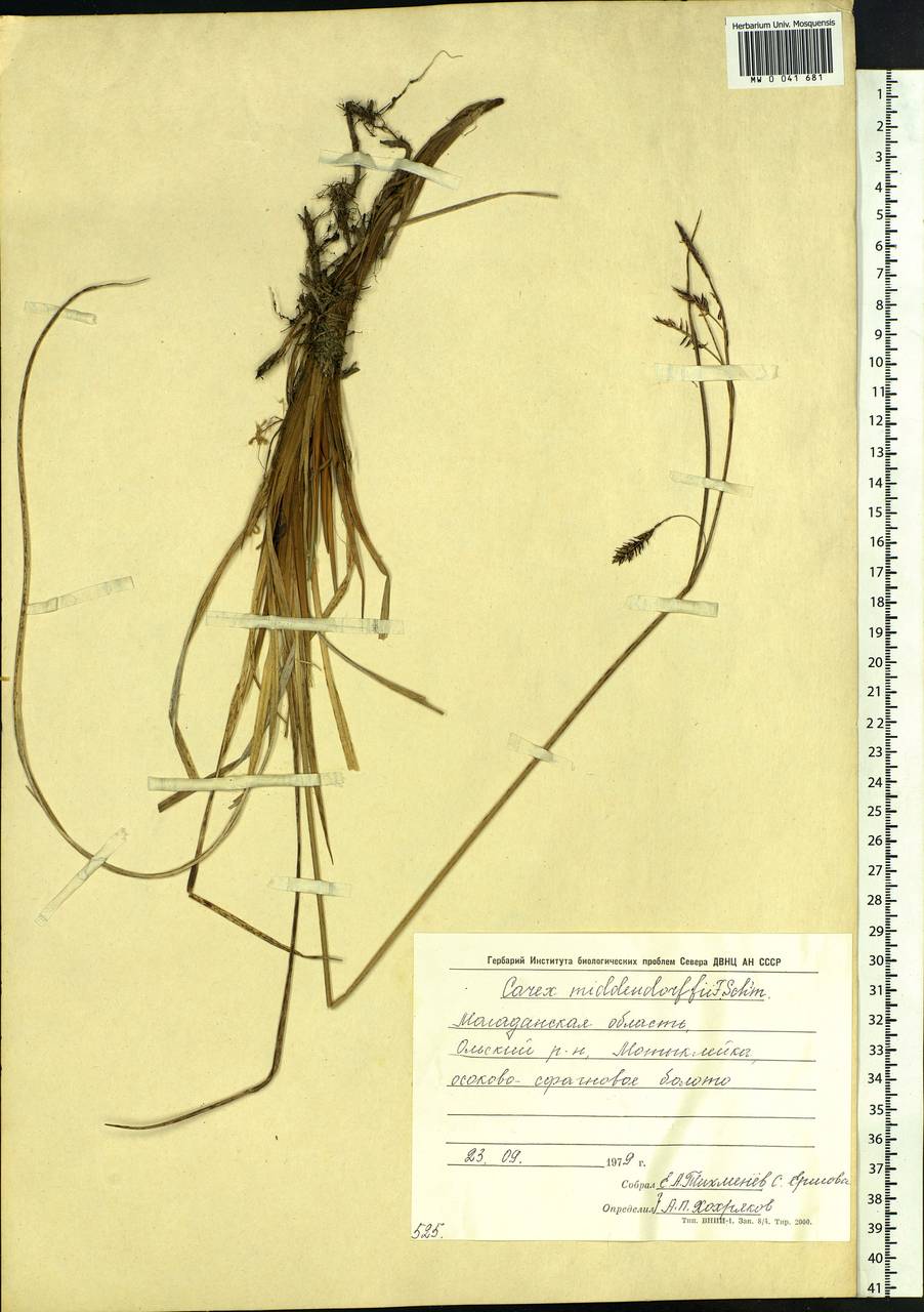 Carex middendorffii F.Schmidt, Siberia, Chukotka & Kamchatka (S7) (Russia)