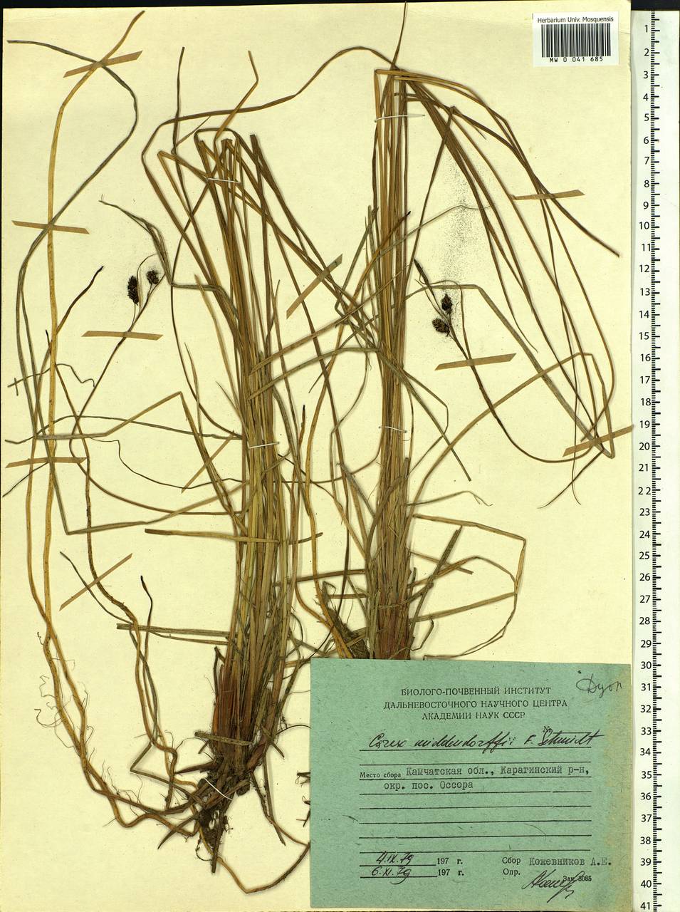 Carex middendorffii F.Schmidt, Siberia, Chukotka & Kamchatka (S7) (Russia)