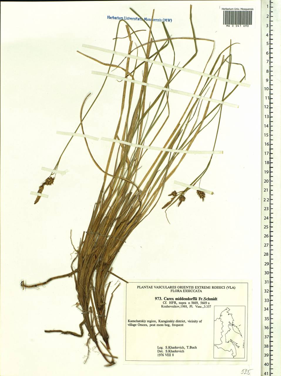 Carex middendorffii F.Schmidt, Siberia, Chukotka & Kamchatka (S7) (Russia)