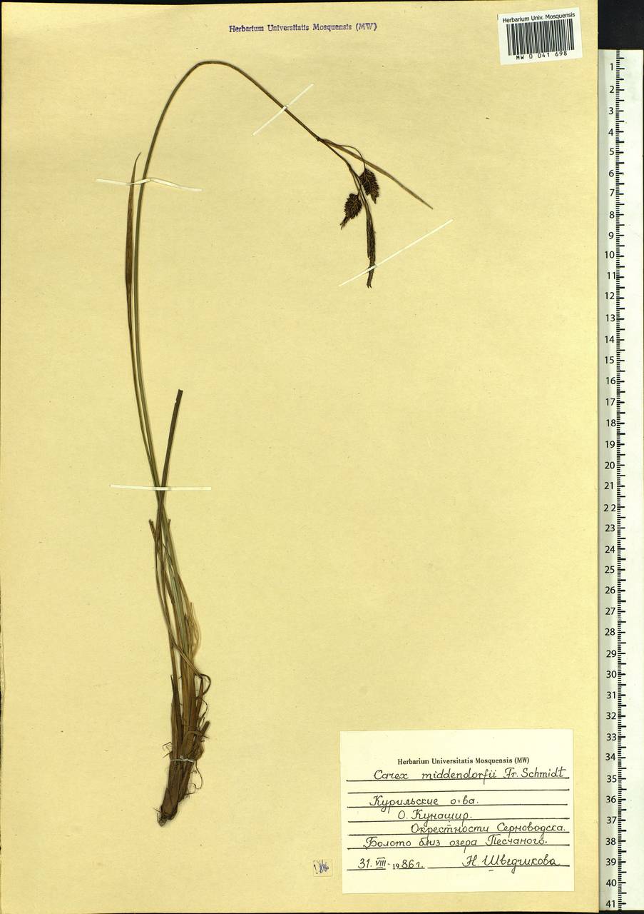 Carex middendorffii F.Schmidt, Siberia, Russian Far East (S6) (Russia)