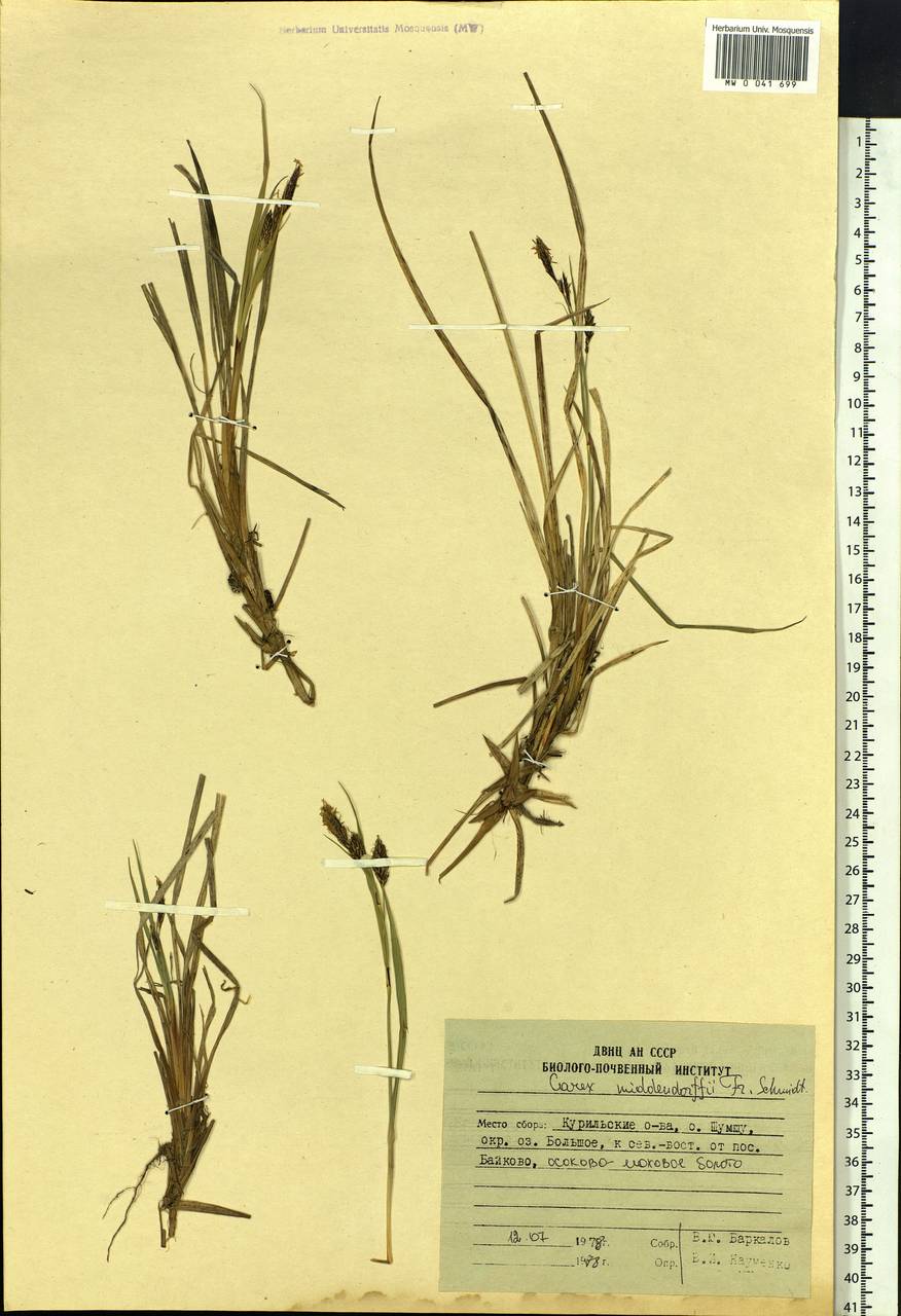 Carex middendorffii F.Schmidt, Siberia, Russian Far East (S6) (Russia)