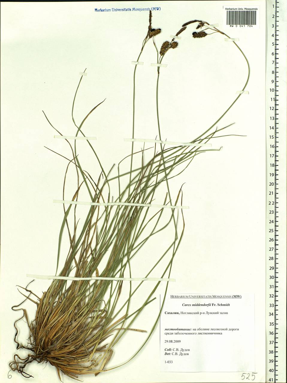 Carex middendorffii F.Schmidt, Siberia, Russian Far East (S6) (Russia)