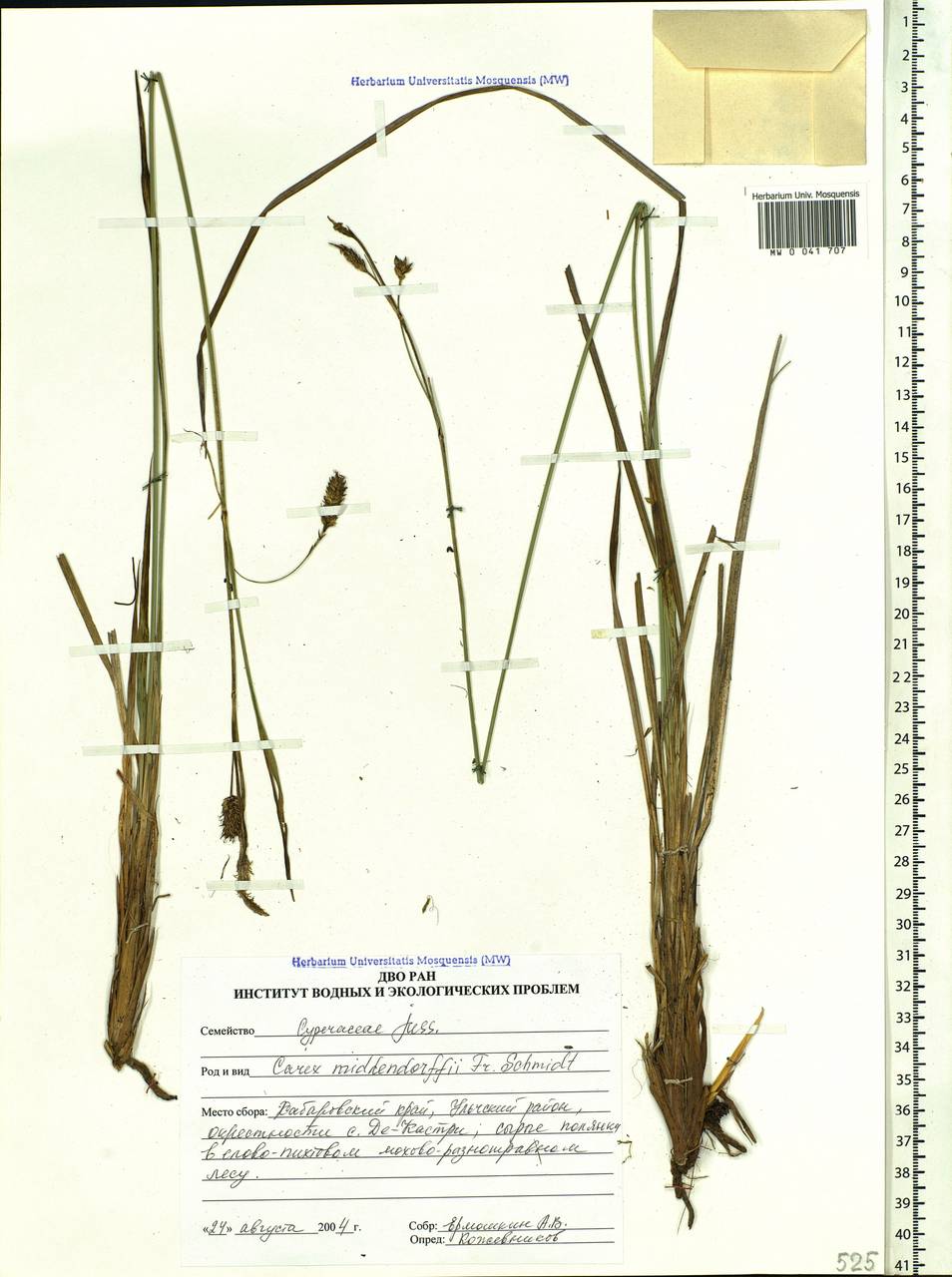 Carex middendorffii F.Schmidt, Siberia, Russian Far East (S6) (Russia)