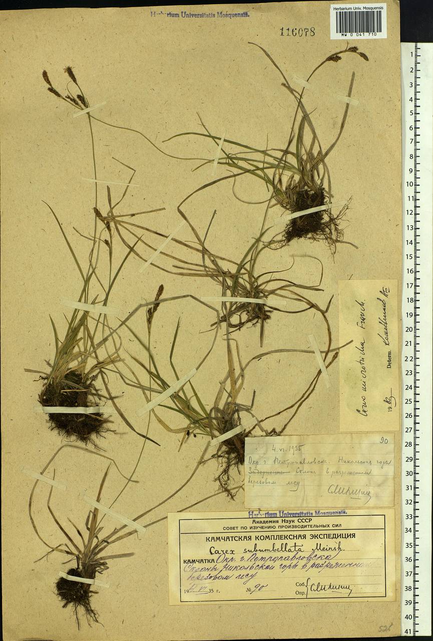 Carex caryophyllea var. microtricha (Franch.) Kük., Siberia, Chukotka & Kamchatka (S7) (Russia)