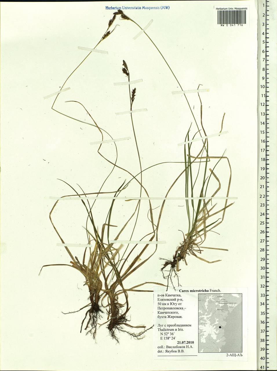 Carex caryophyllea var. microtricha (Franch.) Kük., Siberia, Chukotka & Kamchatka (S7) (Russia)