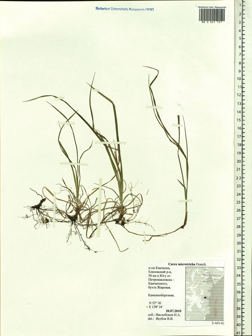 Carex caryophyllea var. microtricha (Franch.) Kük., Siberia, Chukotka & Kamchatka (S7) (Russia)