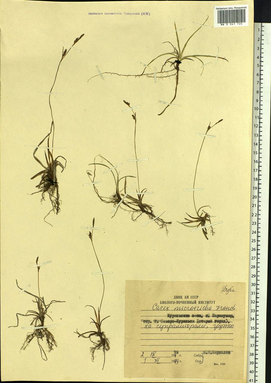 Carex microtricha Franch., Siberia, Russian Far East (S6) (Russia)