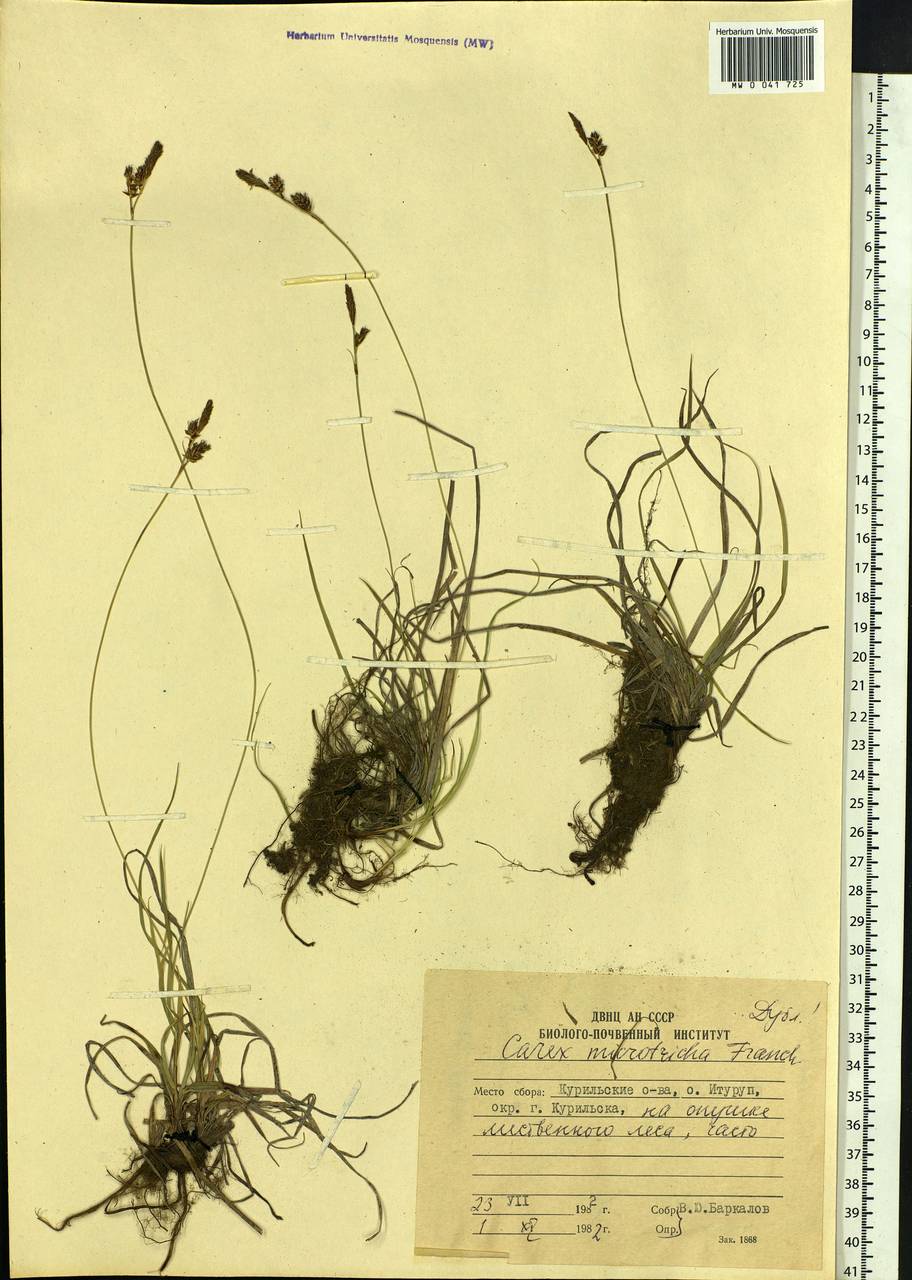 Carex microtricha Franch., Siberia, Russian Far East (S6) (Russia)
