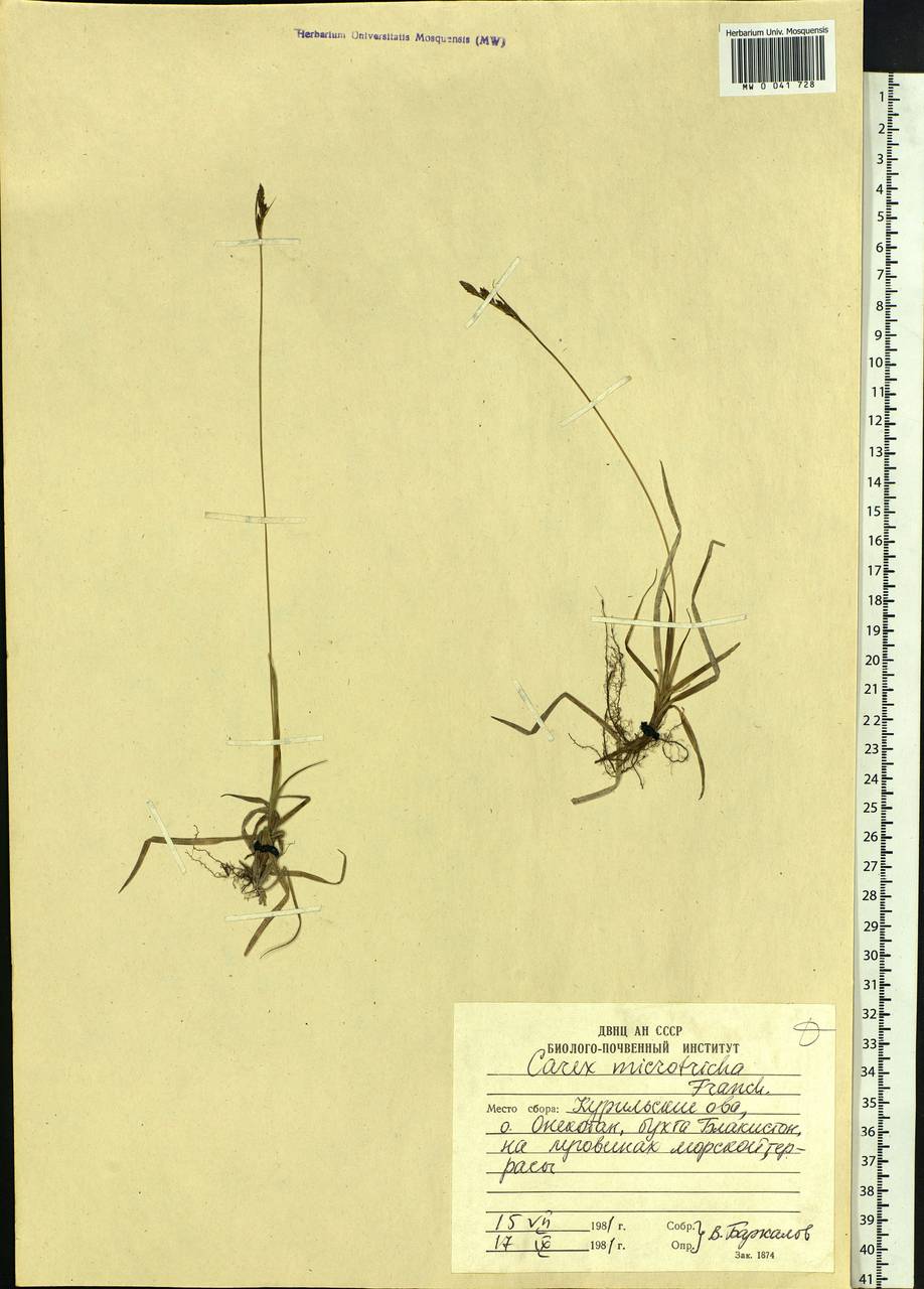 Carex microtricha Franch., Siberia, Russian Far East (S6) (Russia)