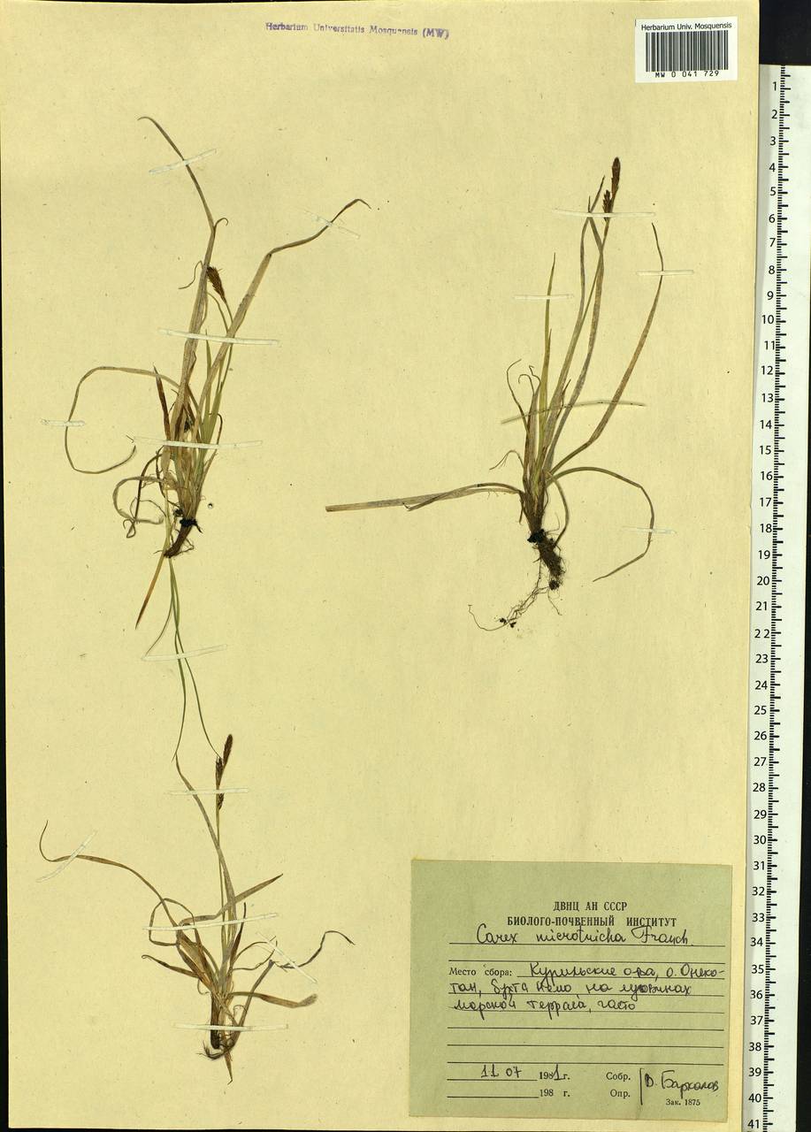 Carex microtricha Franch., Siberia, Russian Far East (S6) (Russia)