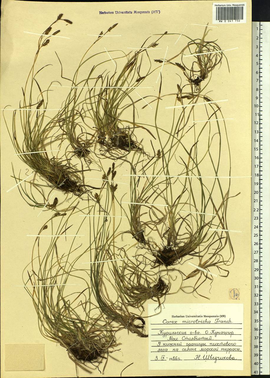 Carex caryophyllea var. microtricha (Franch.) Kük., Siberia, Russian Far East (S6) (Russia)