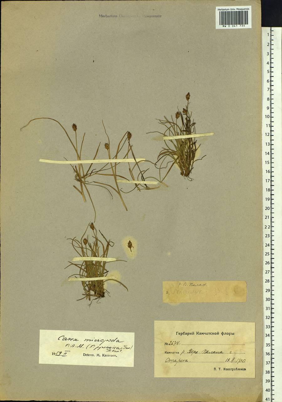 Carex micropoda C.A.Mey., Siberia, Chukotka & Kamchatka (S7) (Russia)