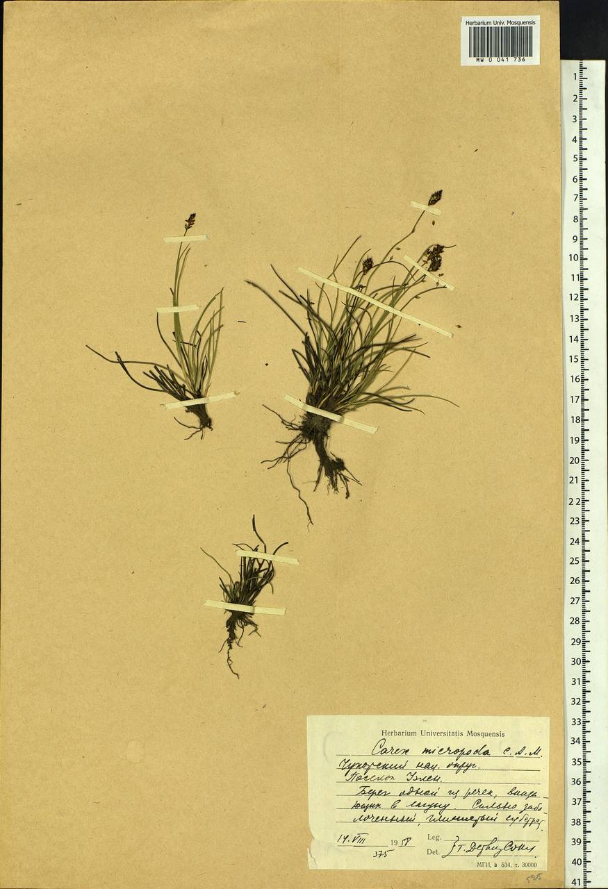 Carex micropoda C.A.Mey., Siberia, Chukotka & Kamchatka (S7) (Russia)