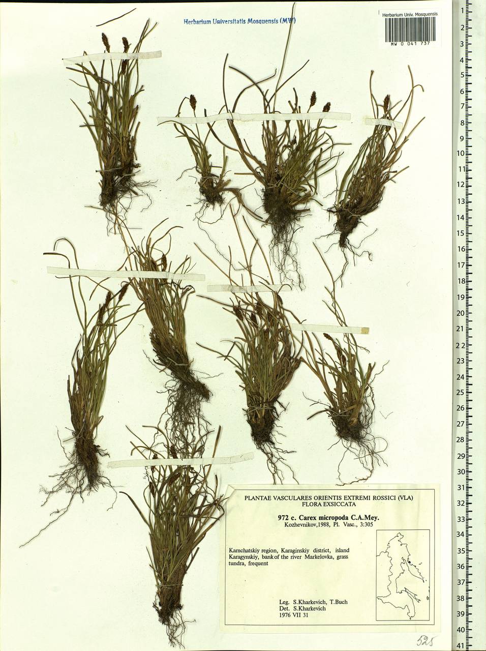 Carex micropoda C.A.Mey., Siberia, Chukotka & Kamchatka (S7) (Russia)