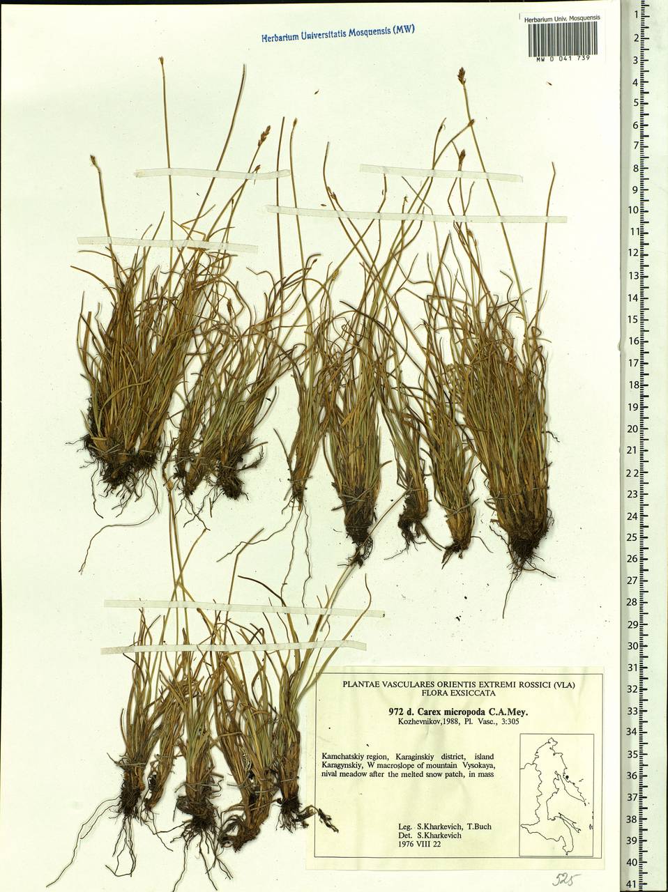 Carex micropoda C.A.Mey., Siberia, Chukotka & Kamchatka (S7) (Russia)