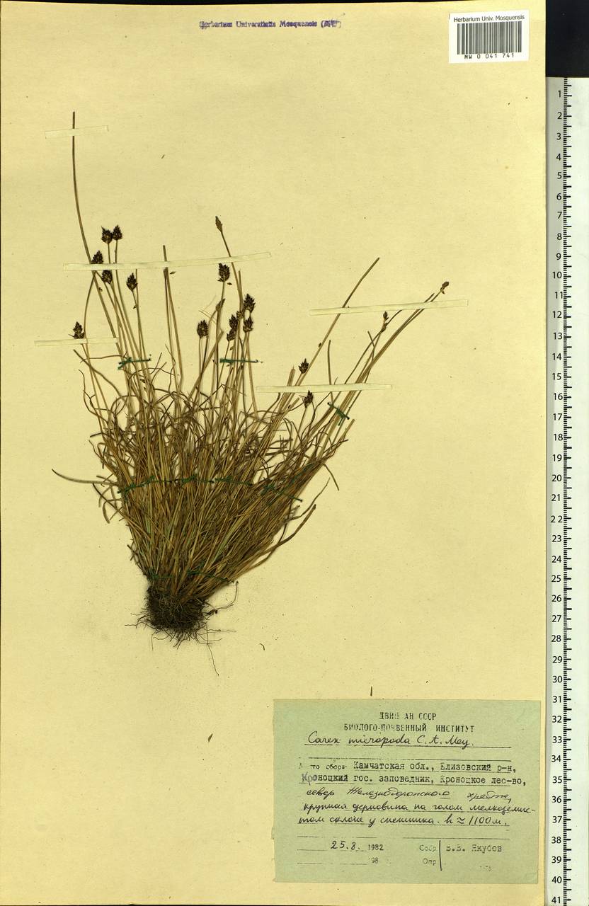 Carex micropoda C.A.Mey., Siberia, Chukotka & Kamchatka (S7) (Russia)