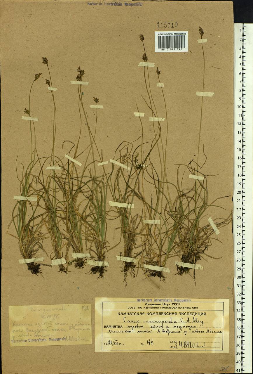 Carex micropoda C.A.Mey., Siberia, Chukotka & Kamchatka (S7) (Russia)