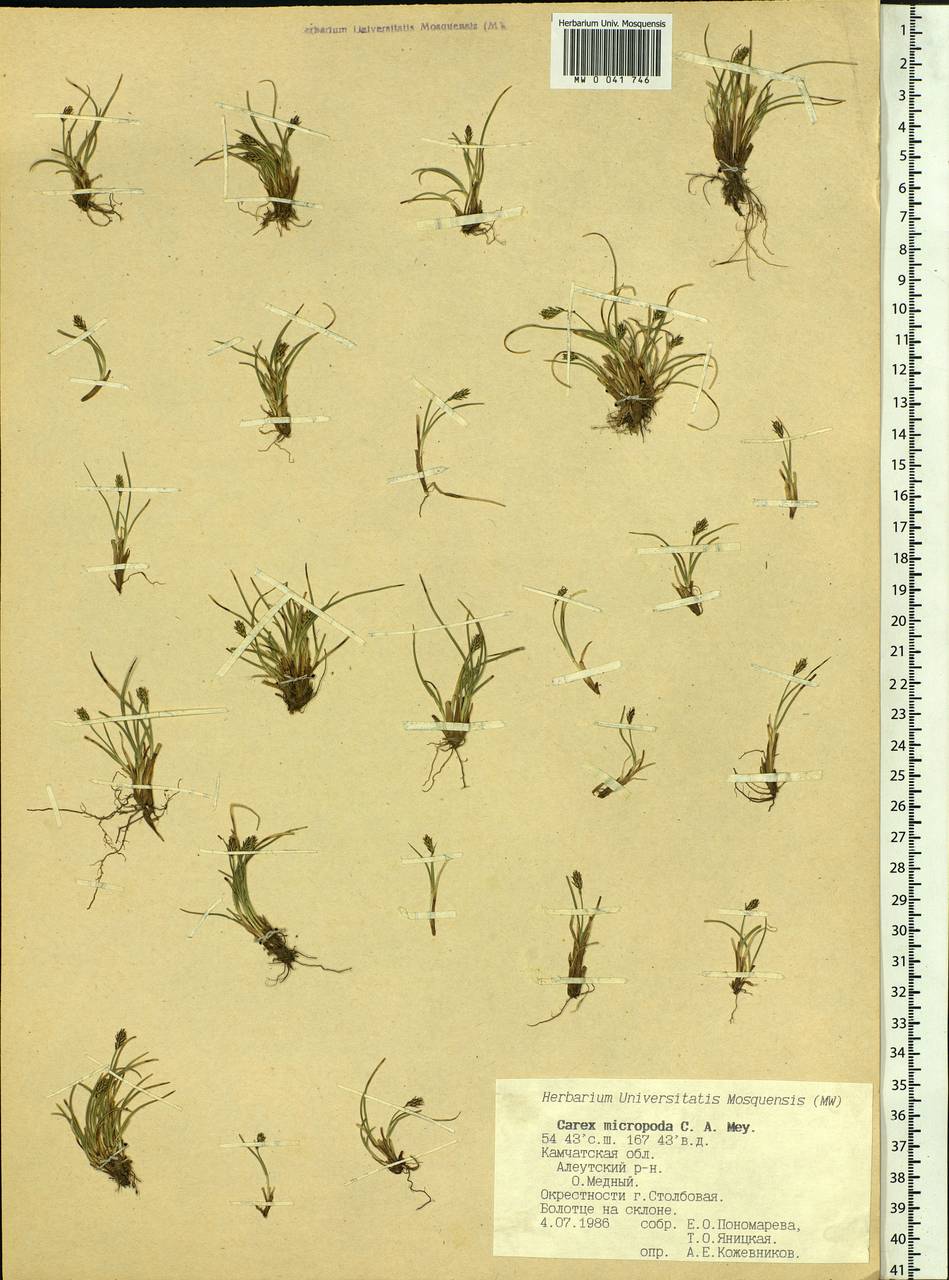 Carex micropoda C.A.Mey., Siberia, Chukotka & Kamchatka (S7) (Russia)