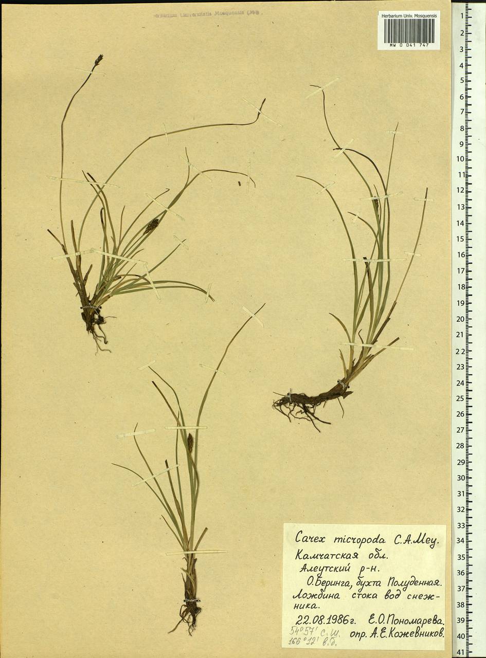 Carex micropoda C.A.Mey., Siberia, Chukotka & Kamchatka (S7) (Russia)