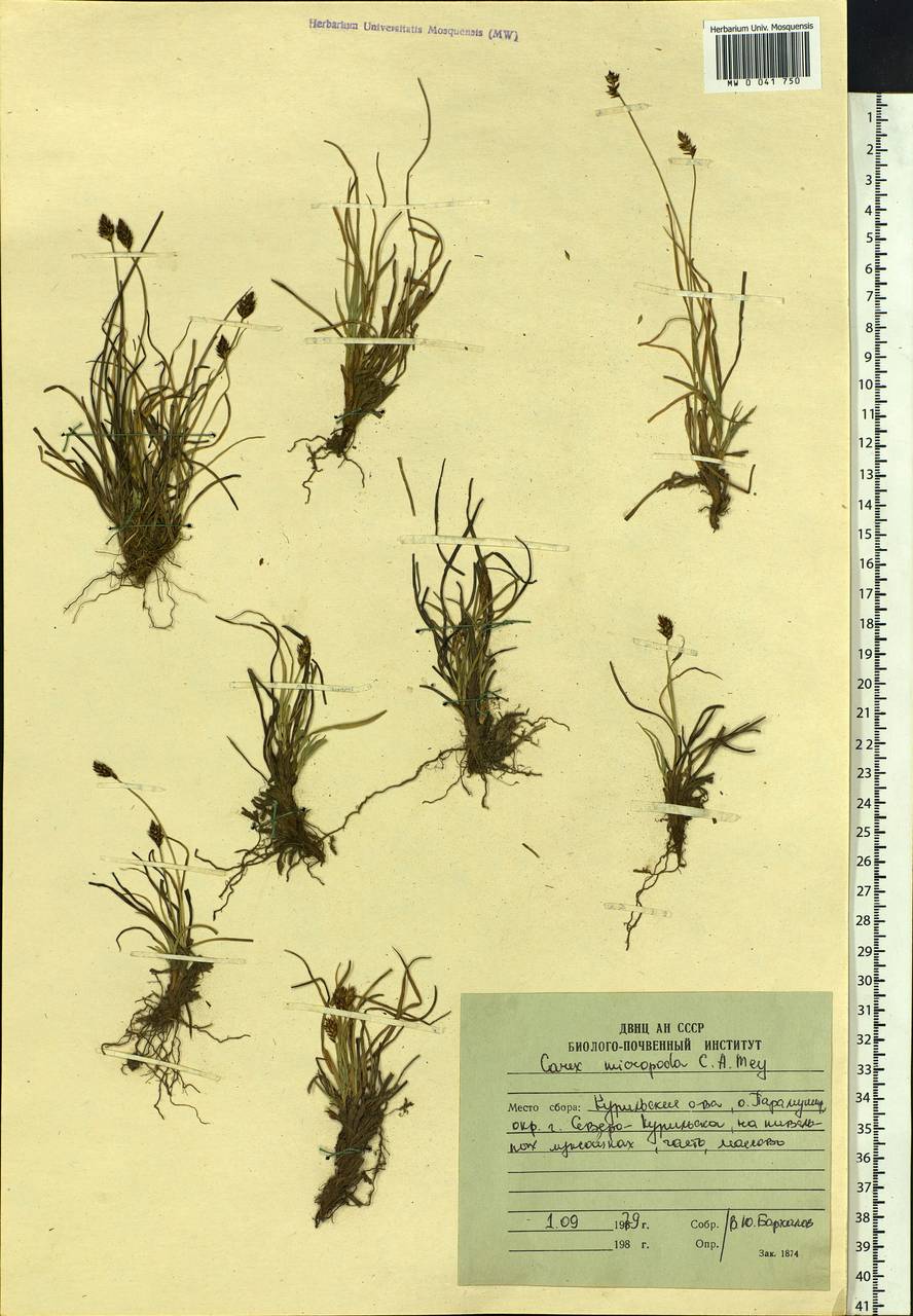 Carex micropoda C.A.Mey., Siberia, Russian Far East (S6) (Russia)