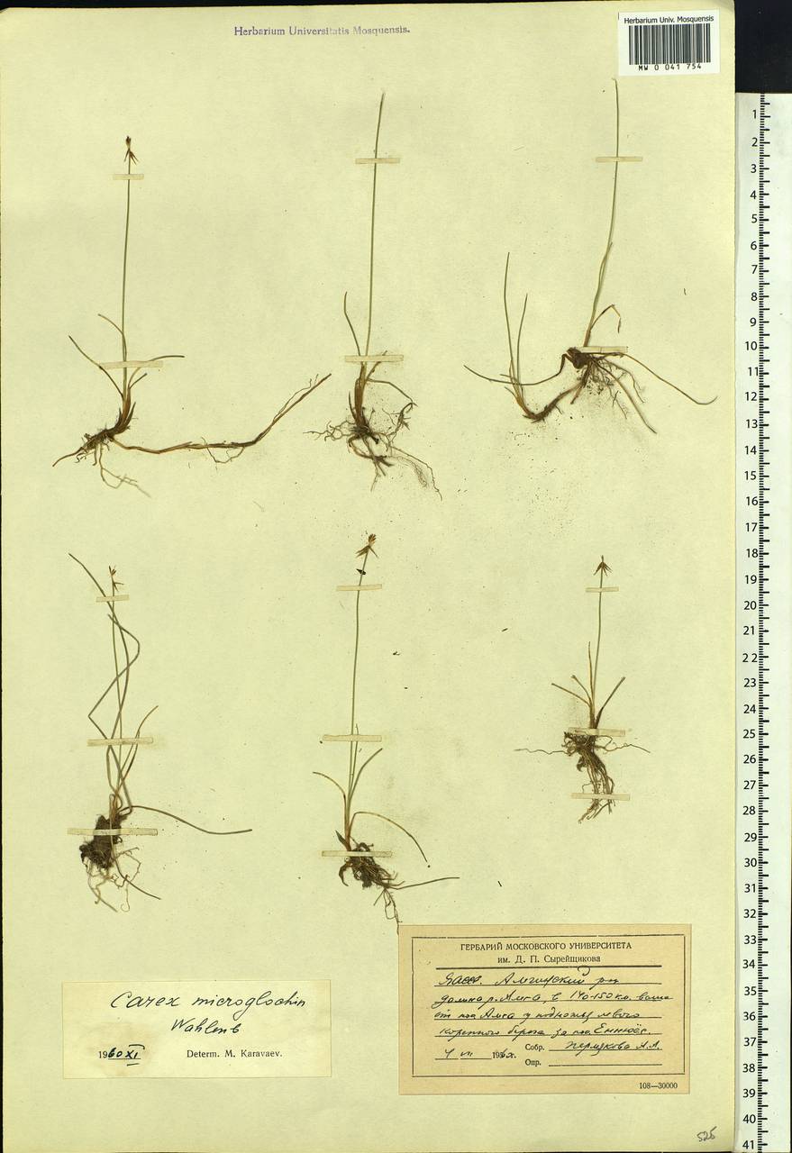 Carex microglochin Wahlenb., Siberia, Yakutia (S5) (Russia)