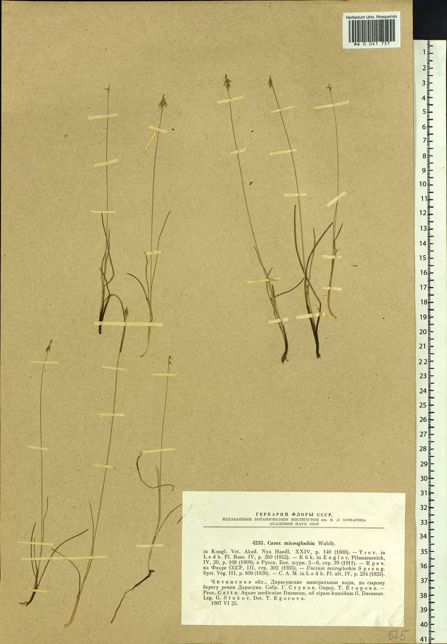 Carex microglochin Wahlenb., Siberia, Baikal & Transbaikal region (S4) (Russia)