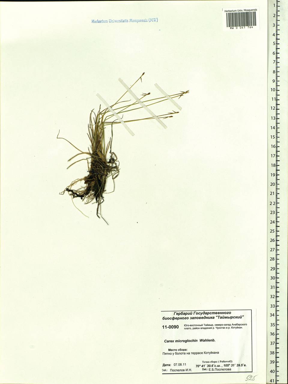 Carex microglochin Wahlenb., Siberia, Central Siberia (S3) (Russia)