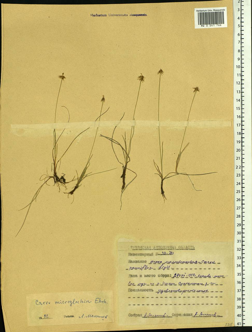 Carex microglochin Wahlenb., Siberia, Altai & Sayany Mountains (S2) (Russia)