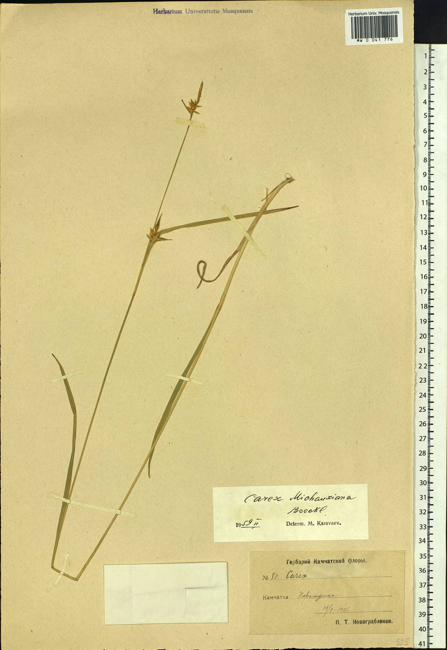 Carex michauxiana Boeckeler, Siberia, Chukotka & Kamchatka (S7) (Russia)