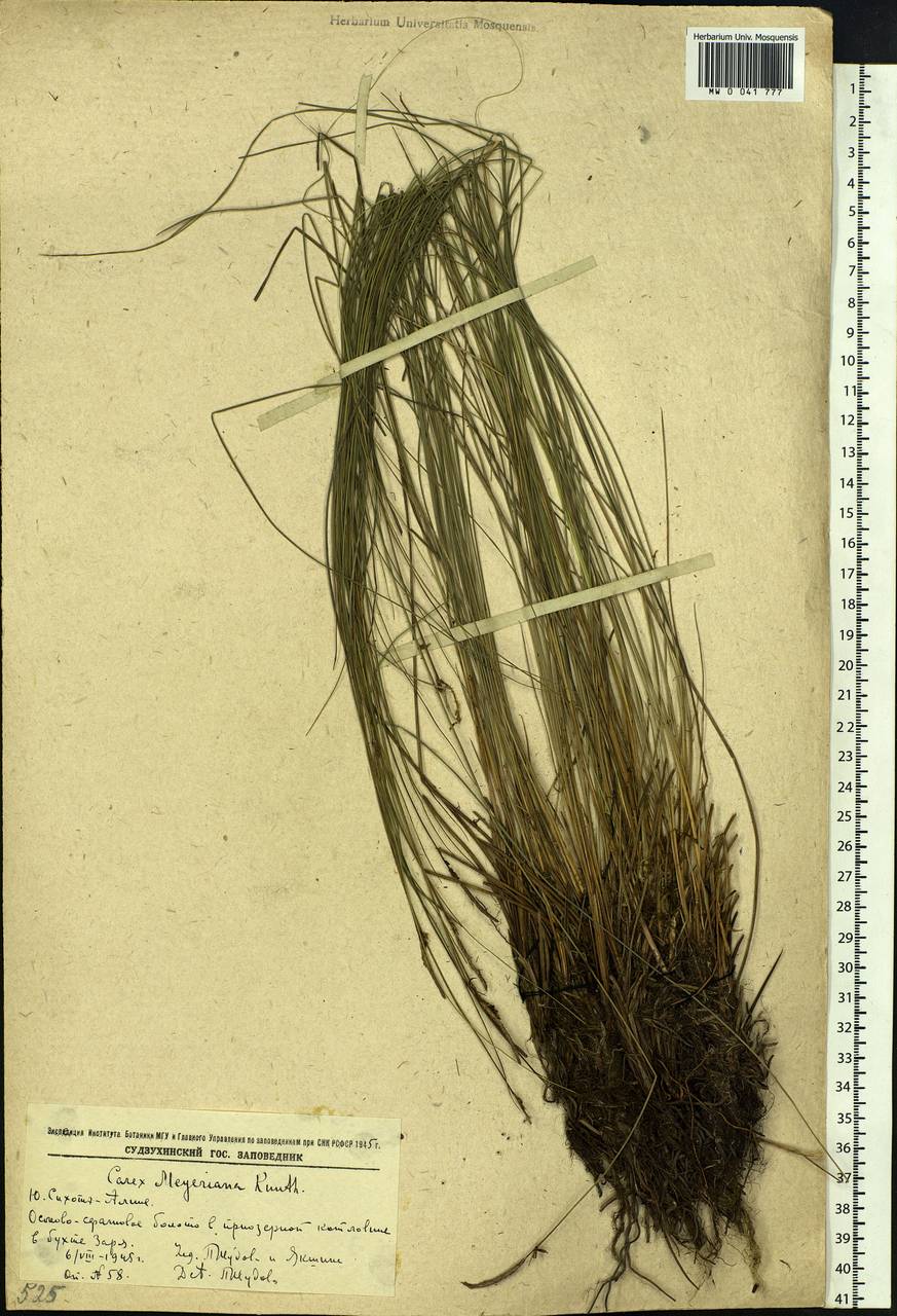Carex meyeriana Kunth, Siberia, Russian Far East (S6) (Russia)