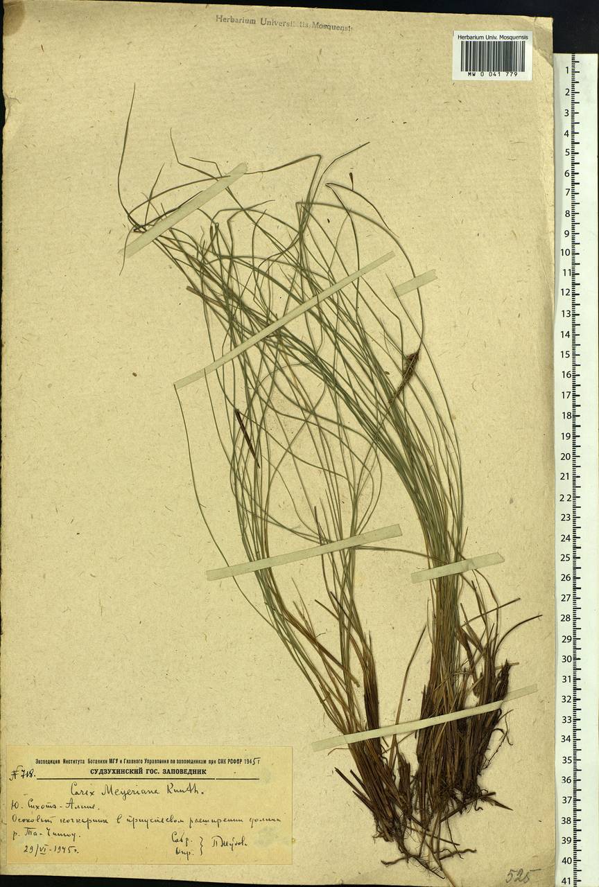 Carex meyeriana Kunth, Siberia, Russian Far East (S6) (Russia)